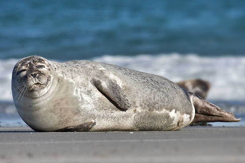 Fil:Common Seal Phoca vitulina.jpg