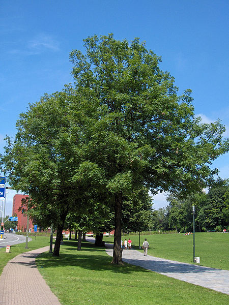 Fil:Fraxinus excelsior11.jpg