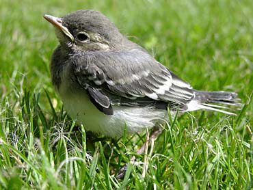 Fil:Passer chick01.jpg