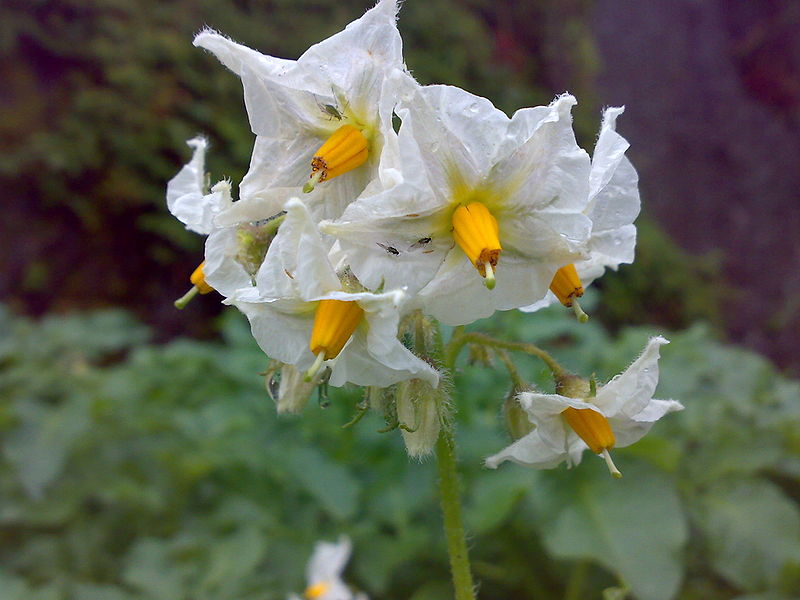 Fil:Solanum tuberosum Beate.jpg