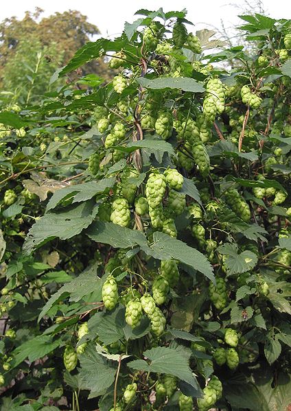 Fil:Hop bloemen vrouwelijke plant Humulus lupulus female.jpg