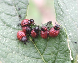 Fil:Potato beetle larvae.jpg