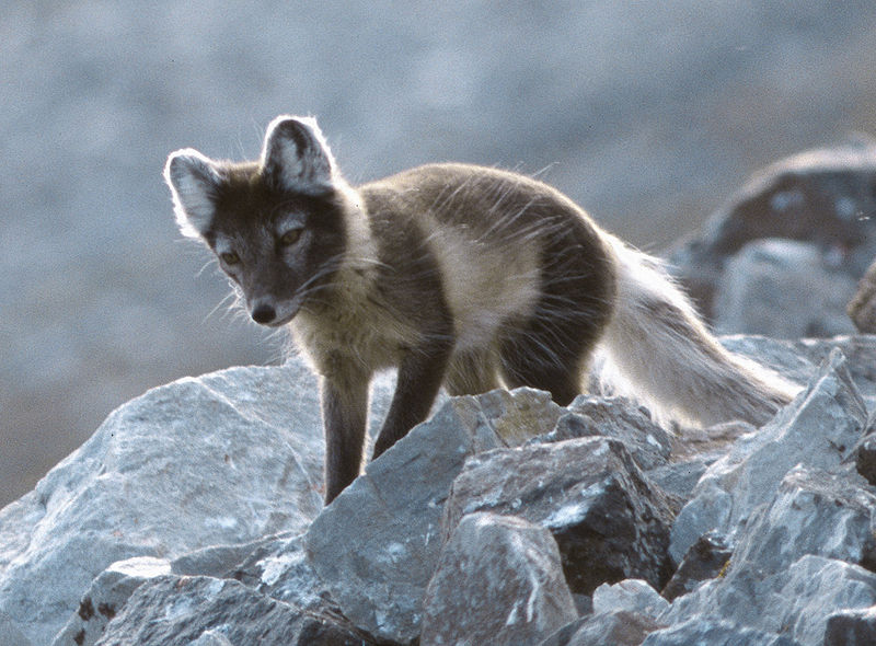 Fil:Arcticfox-3.jpg