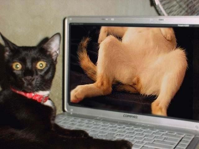 Fil:Pornosurfer.jpg