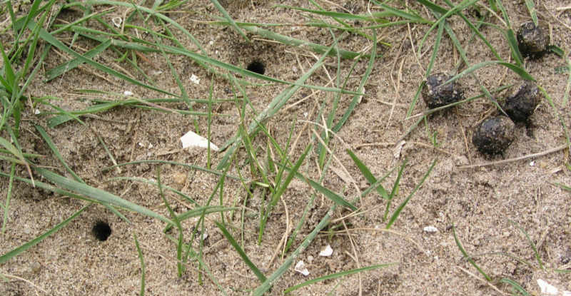 Fil:Larvengangenchybrida.jpg