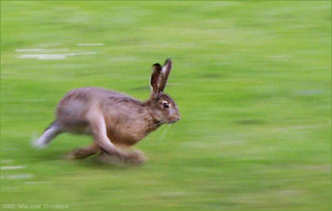 Fil:Running hare.jpg
