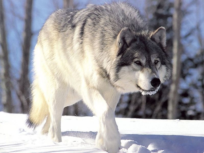Fil:Canis lupus 265b.jpg