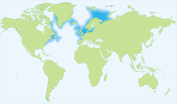 Fil:Gadus morhua-Atlantic cod.png