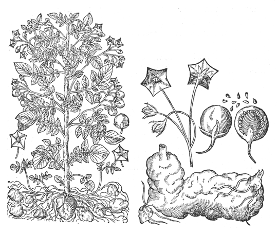 Fil:Solanum tuberosum.png
