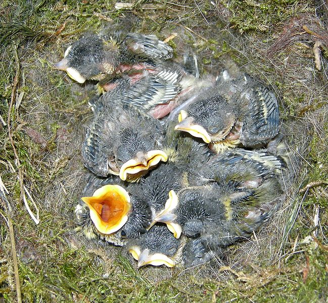 Fil:Parus.jpg