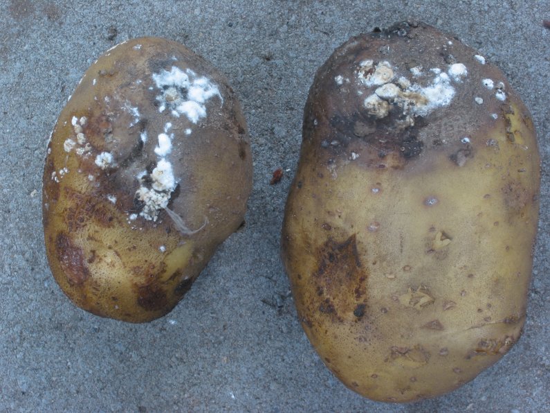 Fil:Aardappel Phytophthora Fresco.jpg