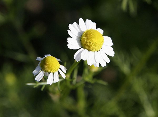 Fil:Chamomile flowers.jpg