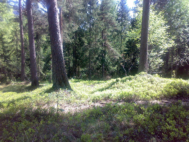 Fil:Furuskog.jpg