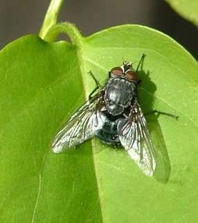 Fil:Calliphora-sp.jpg