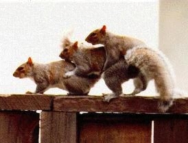 Fil:Squirrels.jpg