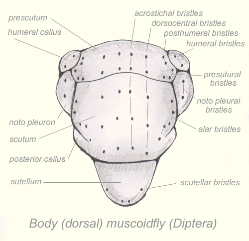 Fil:Thorax-diptera-dorsal.jpg