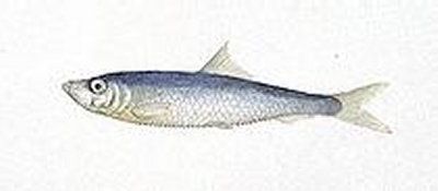 Fil:Brisling.jpg