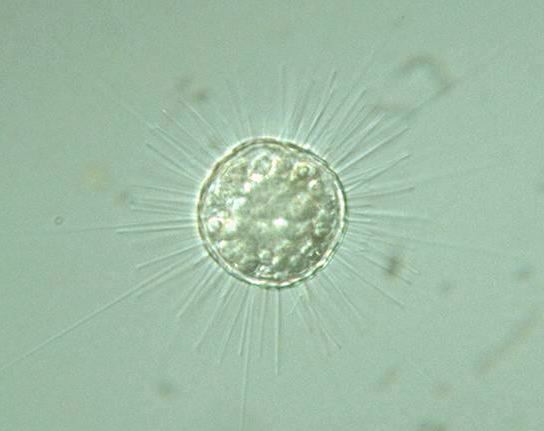 Fil:Acanthocystis turfacea.jpg