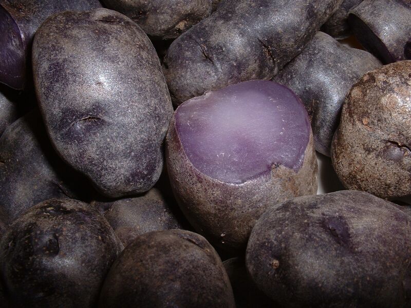 Fil:PurplePeruvianPotatoes.jpg