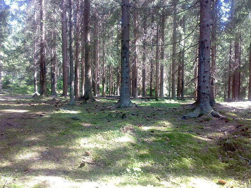 Fil:Granskog.jpg