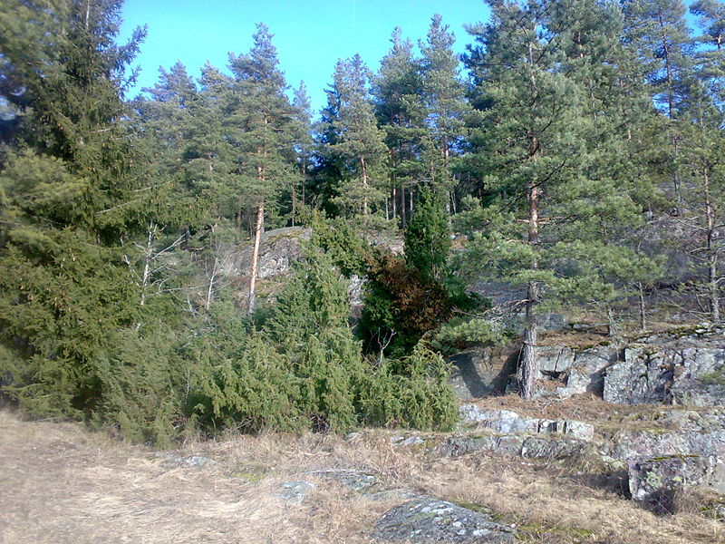 Fil:Kystbarskog.jpg