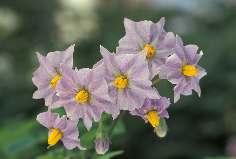 Fil:Potato flowers.jpg