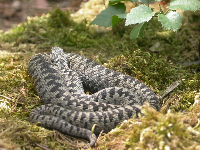 Fil:Viperaberus2.jpg