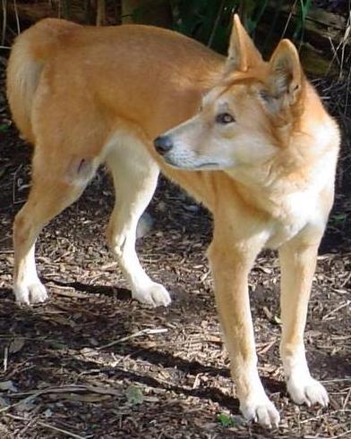 Fil:Dingo3.jpg