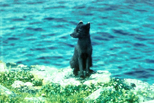 Fil:Alopex lagopus standing on seaside.jpg