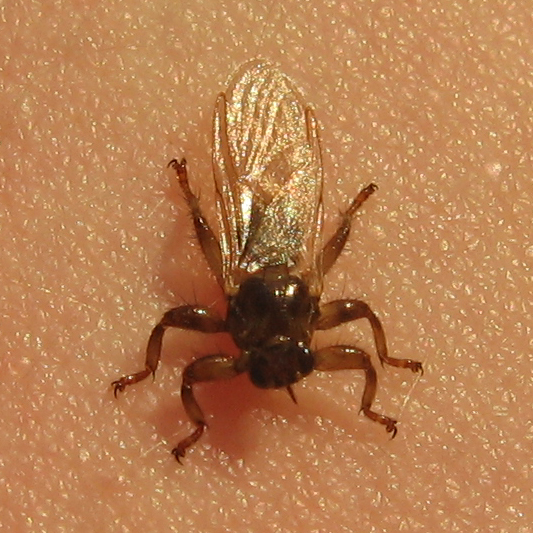 Fil:Hjortelusflue.jpg