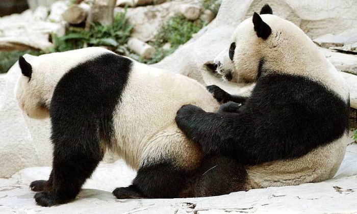 Fil:Panda position.jpg