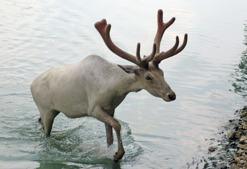 Fil:Caribou from Wagon Trails.jpg