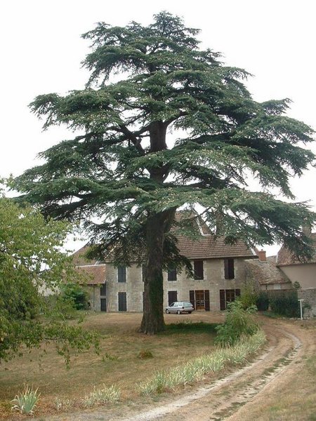 Fil:Cedre-large.jpg