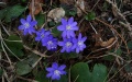 Miniatyrbilde av versjonen fra 7. jun 2026 kl. 09:08
