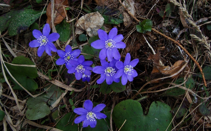 Fil:Leberblümchen.jpg